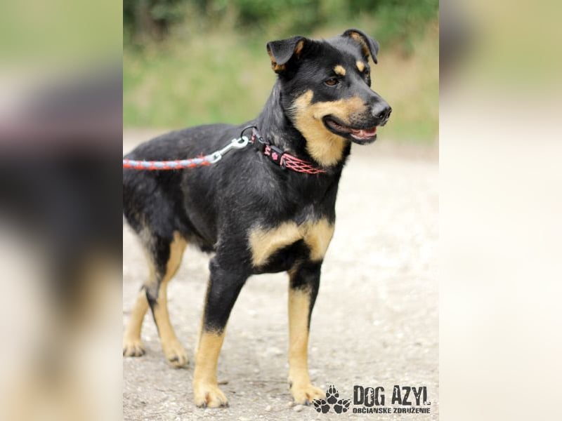 Moira - kastrierte Schäferhund - Mischlingshündin