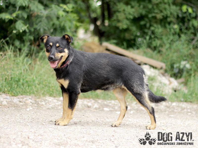 Moira - kastrierte Schäferhund - Mischlingshündin