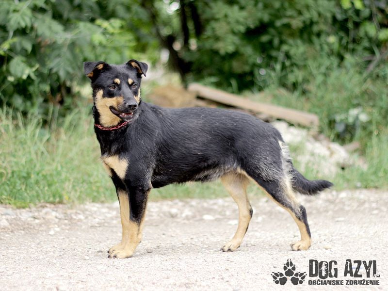 Moira - kastrierte Schäferhund - Mischlingshündin