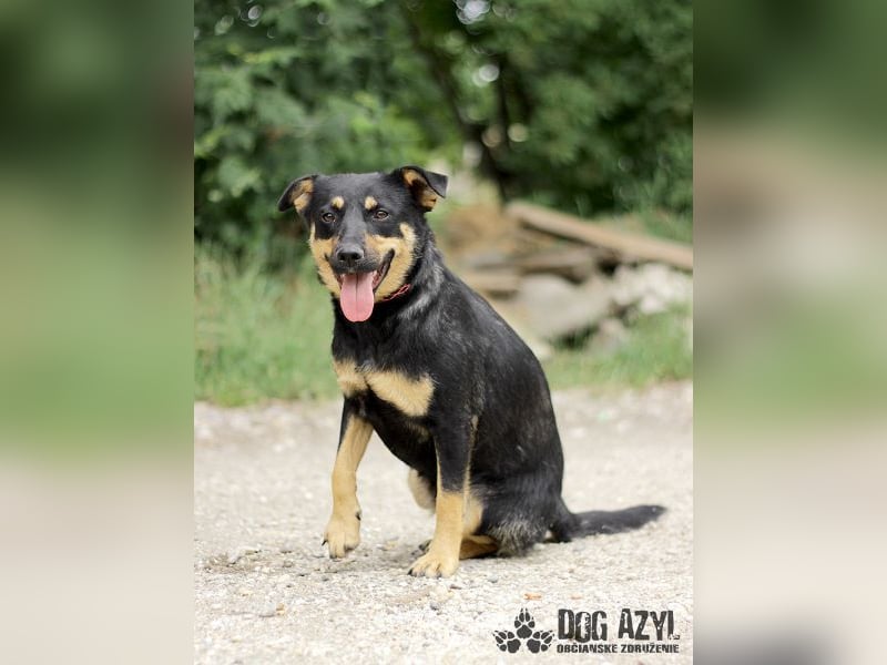 Moira - kastrierte Schäferhund - Mischlingshündin
