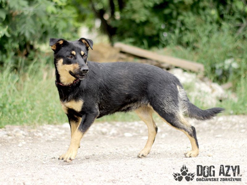 Moira - kastrierte Schäferhund - Mischlingshündin