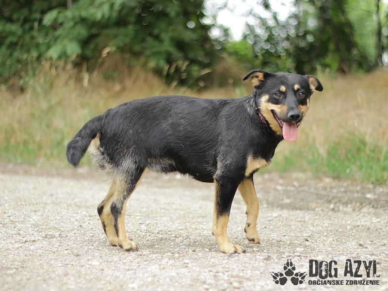 Moira - kastrierte Schäferhund - Mischlingshündin
