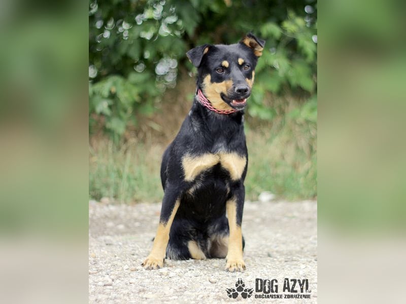 Moira - kastrierte Schäferhund - Mischlingshündin