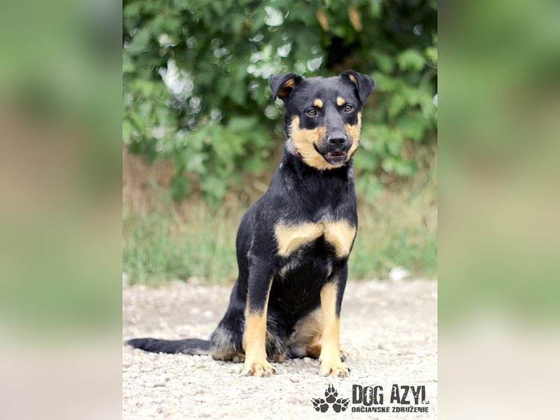 Moira - kastrierte Schäferhund - Mischlingshündin