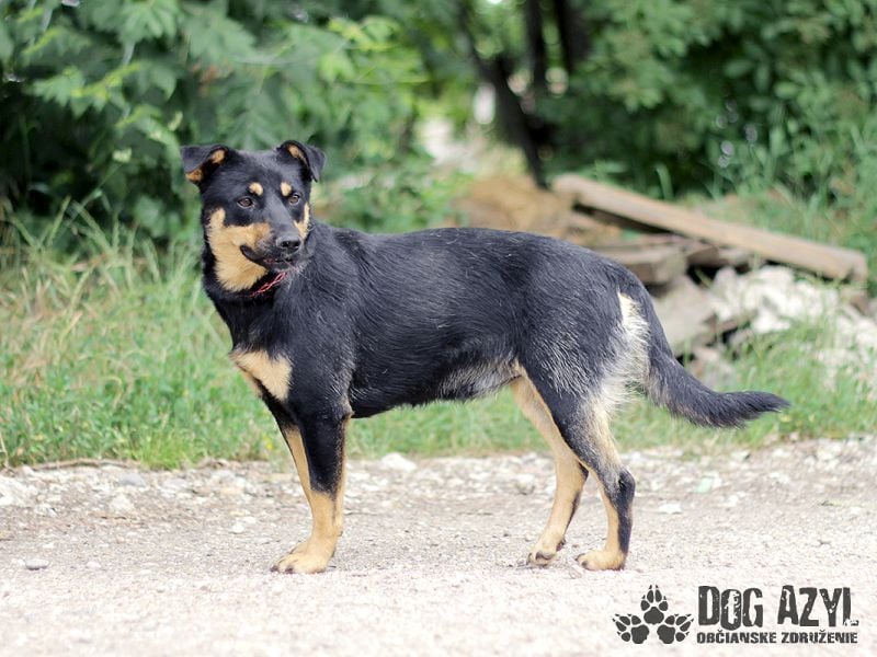 Moira - kastrierte Schäferhund - Mischlingshündin