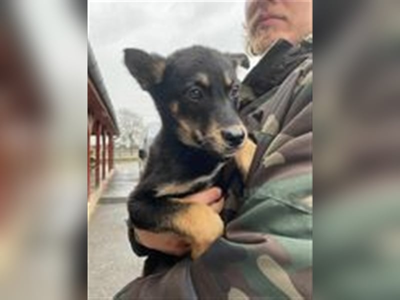 Incy, ein bezauberndes Hundekind, möchte das Tierheim bald verlassen !