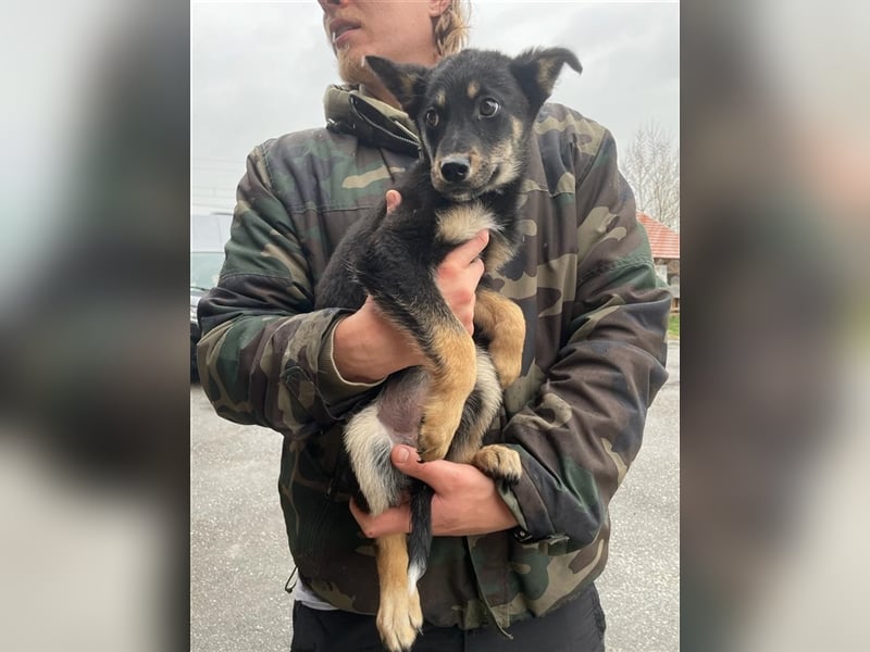 Incy, ein bezauberndes Hundekind, möchte das Tierheim bald verlassen !