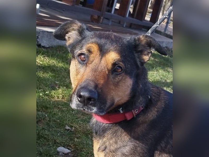 Lady, eine große Schäferhund-Dame sucht ihr Glück !
