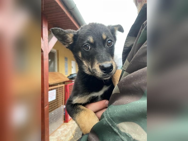 Incy, ein bezauberndes Hundekind, möchte das Tierheim bald verlassen !