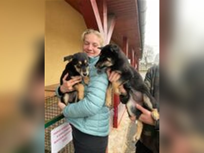 Incy, ein bezauberndes Hundekind, möchte das Tierheim bald verlassen !