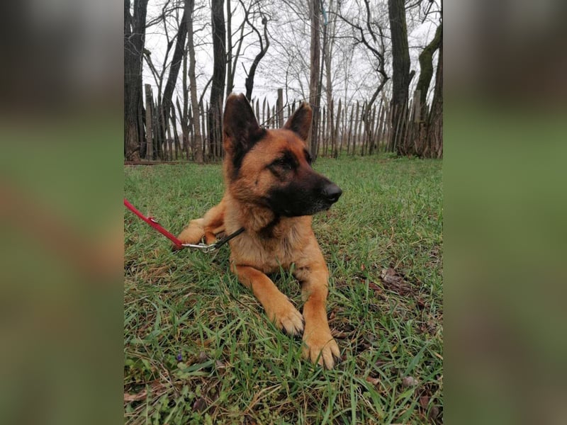 Elfi, 6 Jahre, 68cm sucht sicheres Zuhause