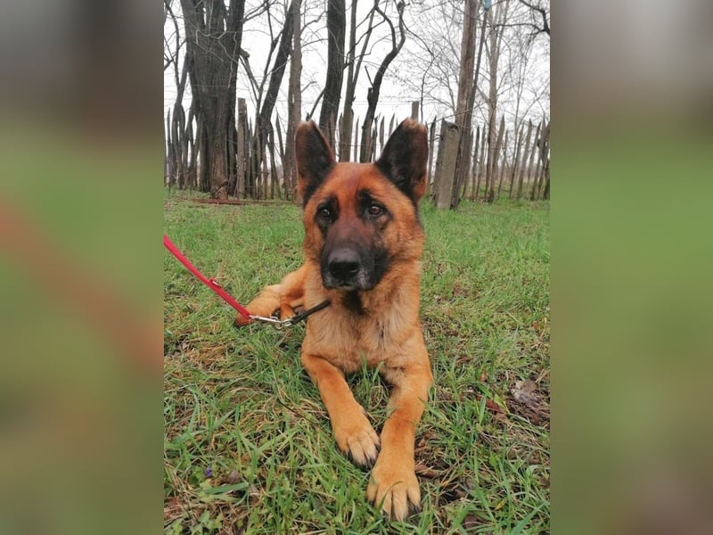 Elfi, 6 Jahre, 68cm sucht sicheres Zuhause