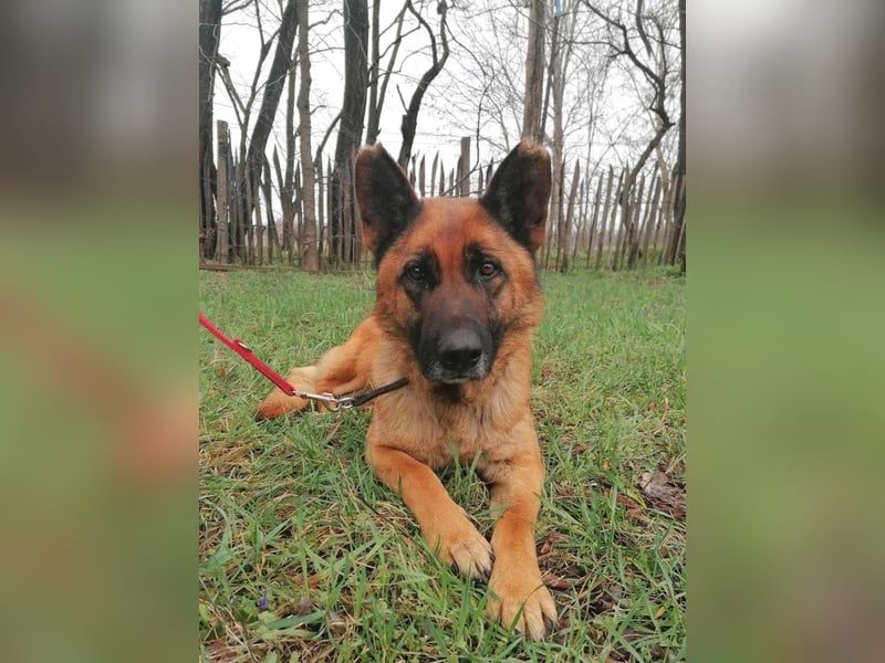 Elfi, 6 Jahre, 68cm sucht sicheres Zuhause
