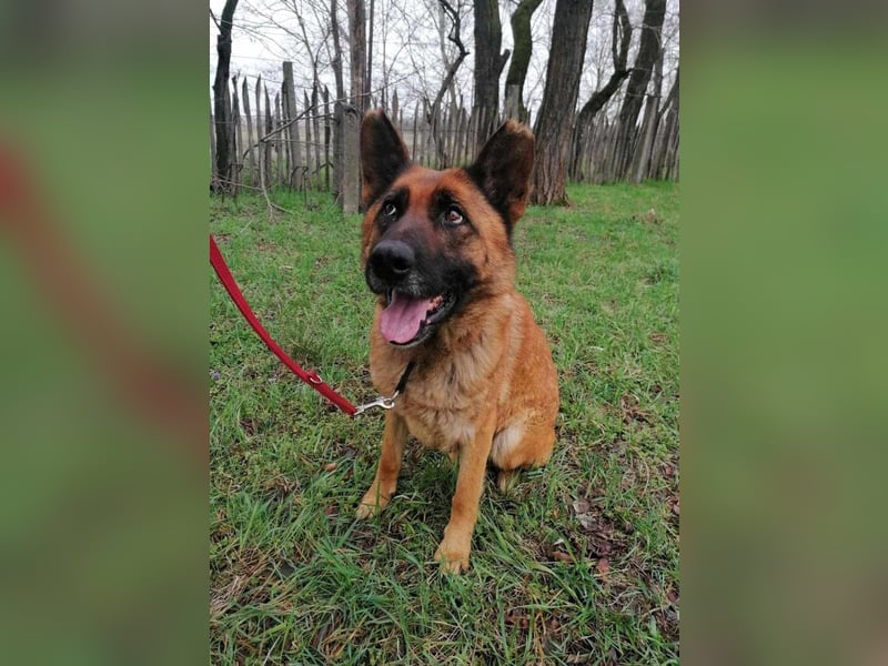 Elfi, 6 Jahre, 68cm sucht sicheres Zuhause