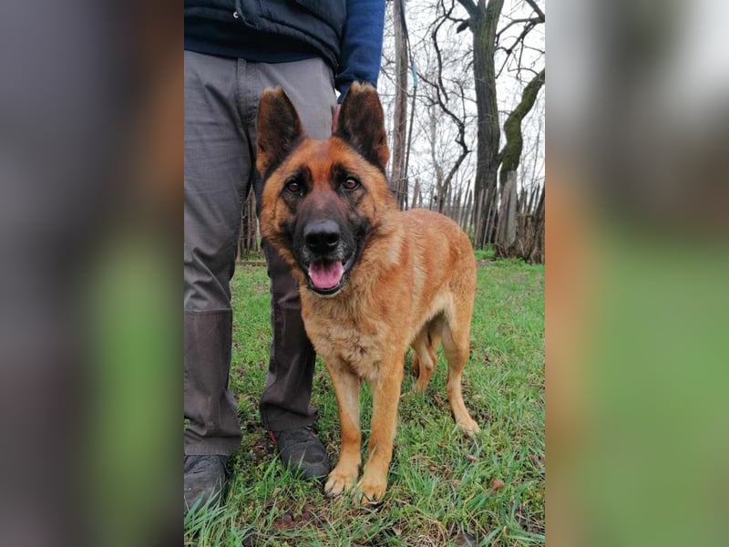 Elfi, 6 Jahre, 68cm sucht sicheres Zuhause