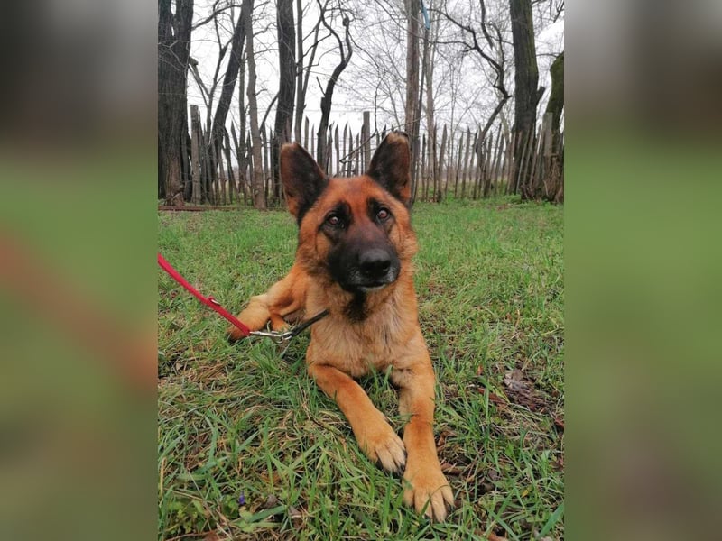 Elfi, 6 Jahre, 68cm sucht sicheres Zuhause