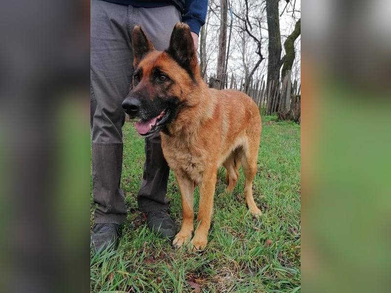 Elfi, 6 Jahre, 68cm sucht sicheres Zuhause