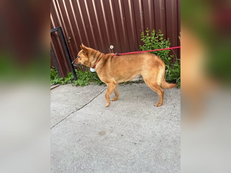 Fanni, Schäferhund Mischlingshündin geb. 2023