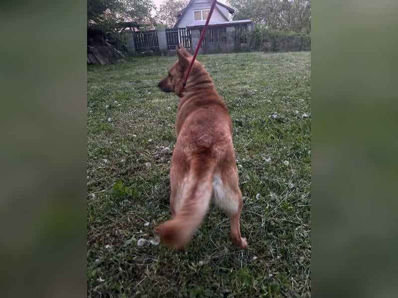Fanni, Schäferhund Mischlingshündin geb. 2023