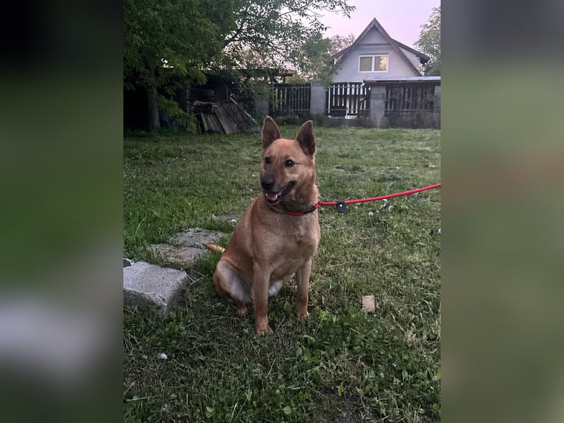 Fanni, Schäferhund Mischlingshündin geb. 2023