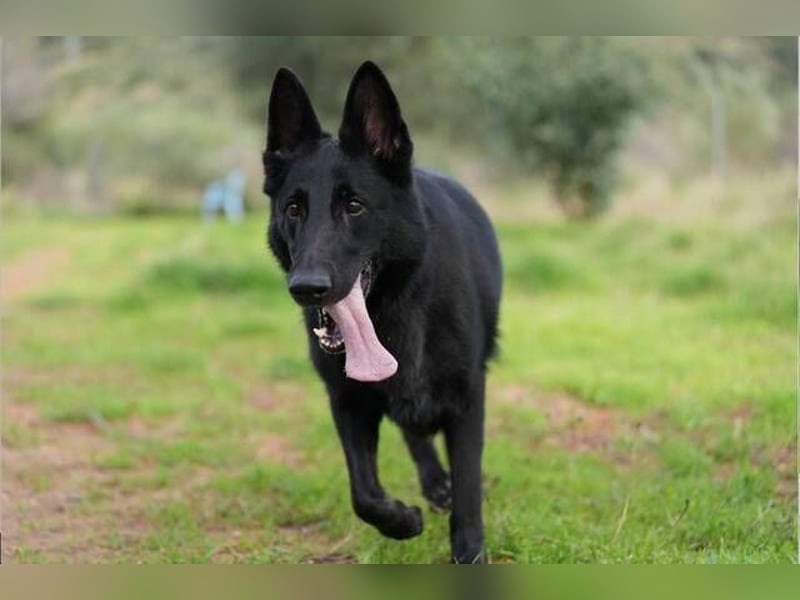 Arabella (Spanien) - schwarze Schönheit sucht aktives Zuhause