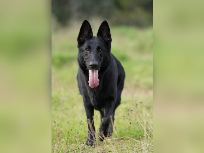 Arabella (Spanien) - schwarze Schönheit sucht aktives Zuhause
