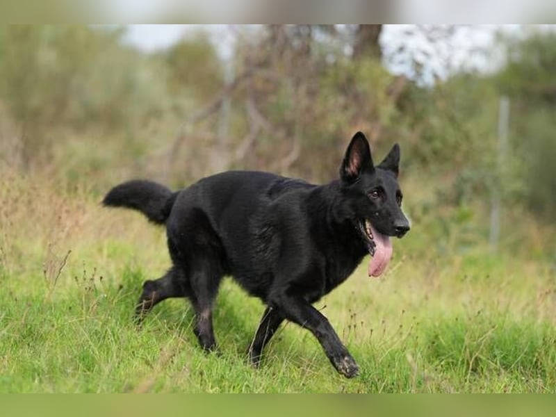 Arabella (Spanien) - schwarze Schönheit sucht aktives Zuhause