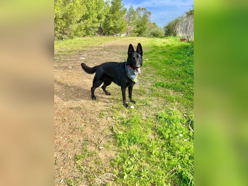 Arabella (Spanien) - schwarze Schönheit sucht aktives Zuhause