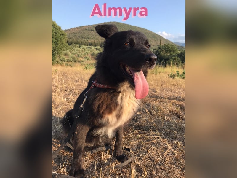 Almyra, 04/14 - toller Hund für Könner!