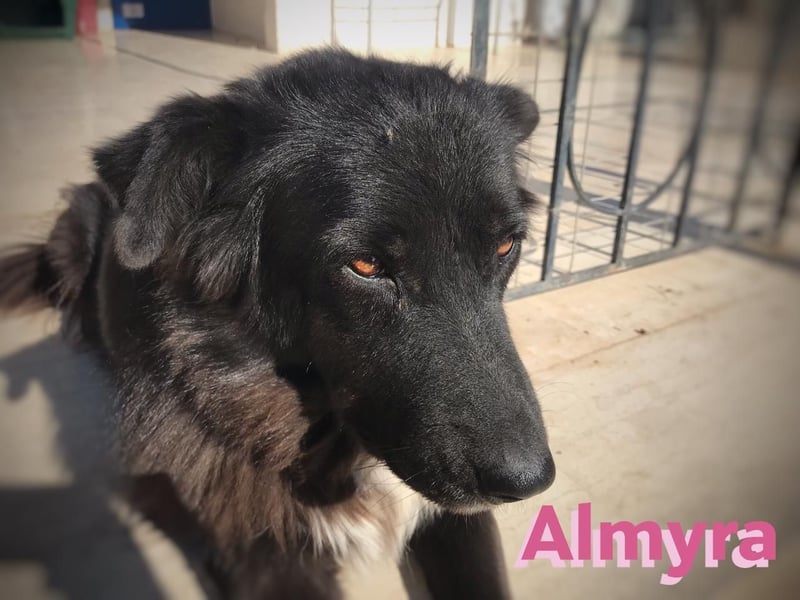 Almyra, 04/14 - toller Hund für Könner!
