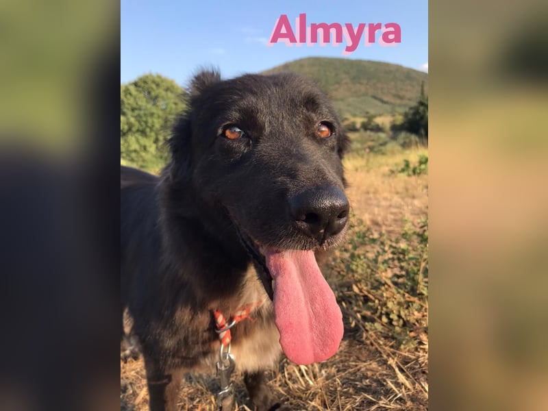 Almyra, 04/14 - toller Hund für Könner!