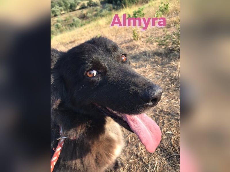 Almyra, 04/14 - toller Hund für Könner!