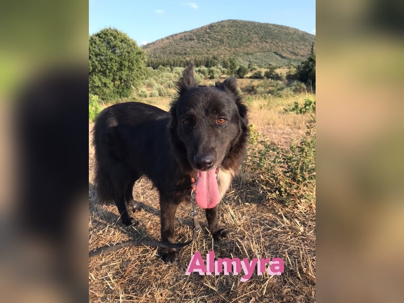 Almyra, 04/14 - toller Hund für Könner!