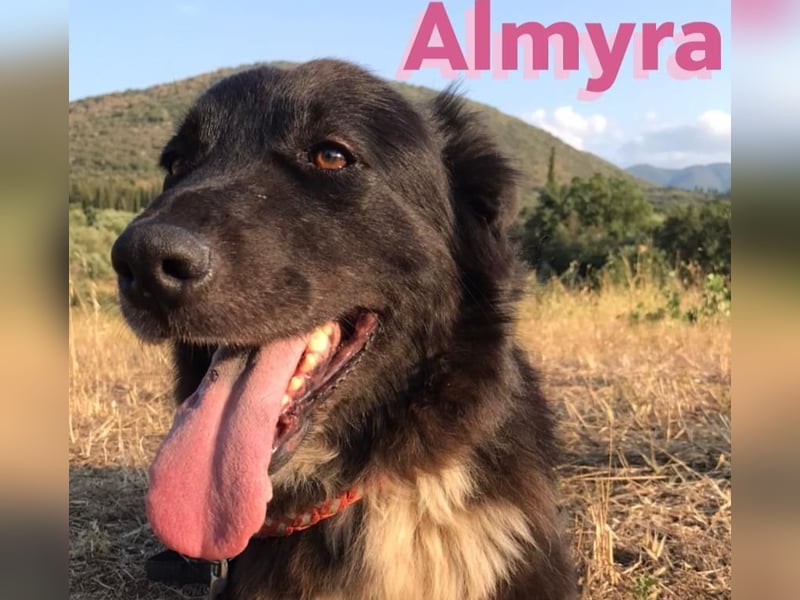 Almyra, 04/14 - toller Hund für Könner!