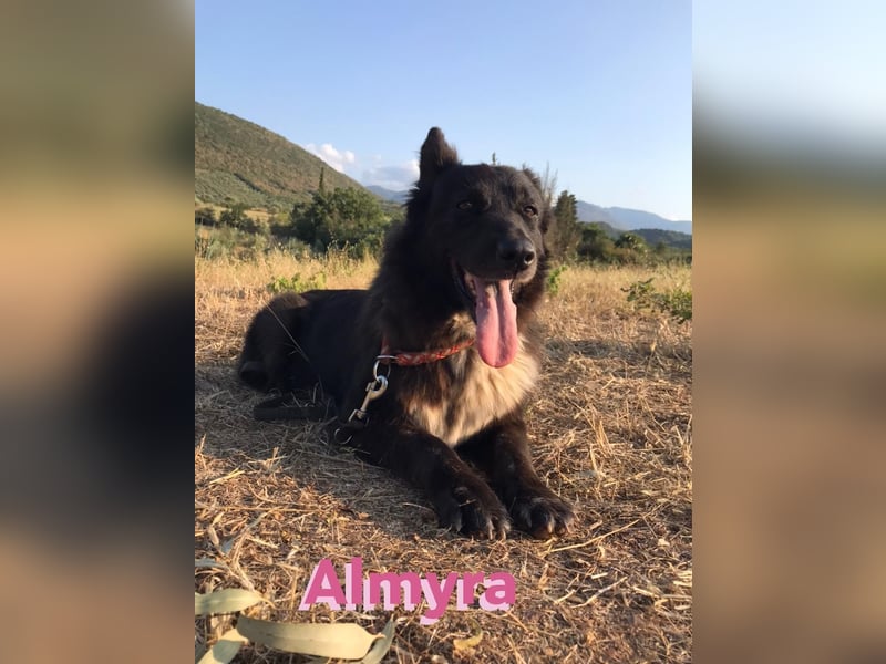 Almyra, 04/14 - toller Hund für Könner!