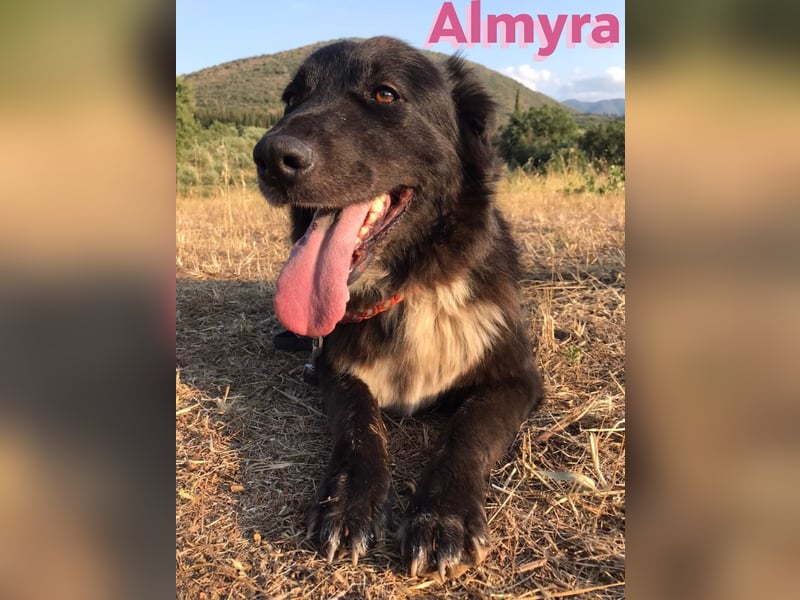 Almyra, 04/14 - toller Hund für Könner!