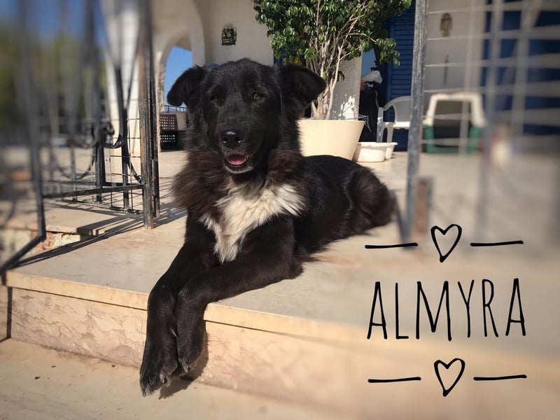 Almyra, 04/14 - toller Hund für Könner!