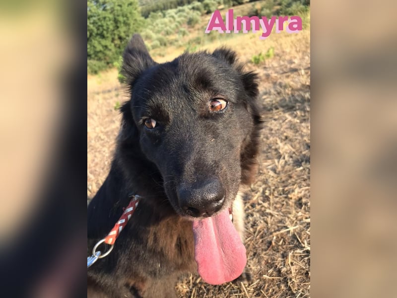Almyra, 04/14 - toller Hund für Könner!
