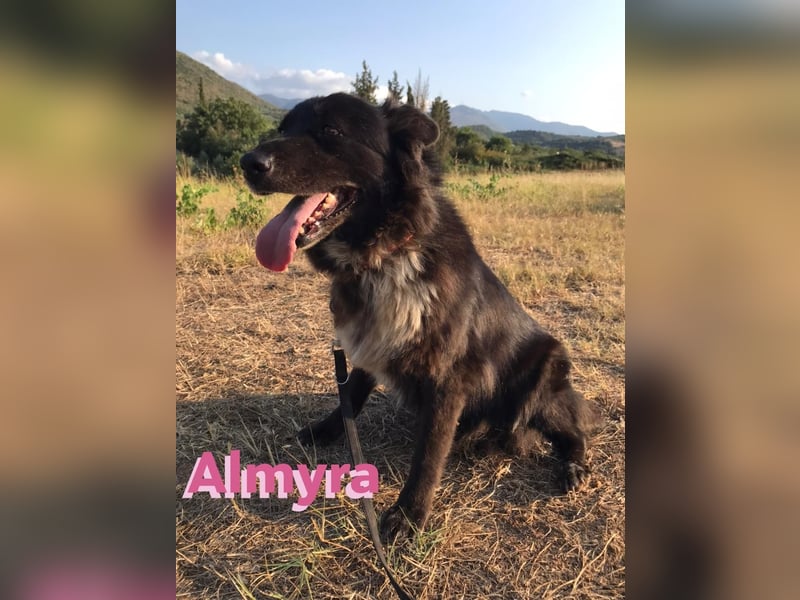 Almyra, 04/14 - toller Hund für Könner!