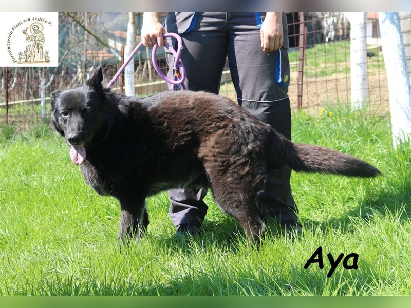 Aya, die gutmütige Beschützerin