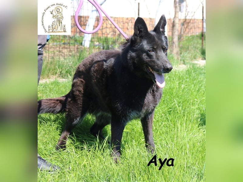 Aya, die gutmütige Beschützerin