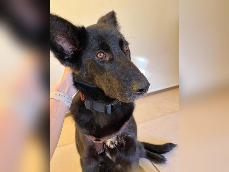 liebe junge Mischlings Hündin Ruby sucht ihre Familie