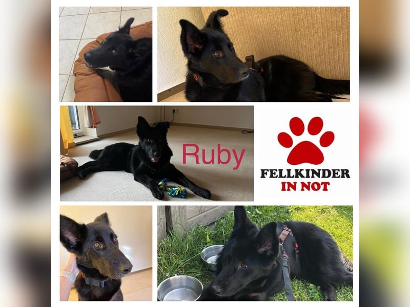 liebe junge Mischlings Hündin Ruby sucht ihre Familie
