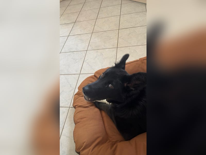 liebe junge Mischlings Hündin Ruby sucht ihre Familie
