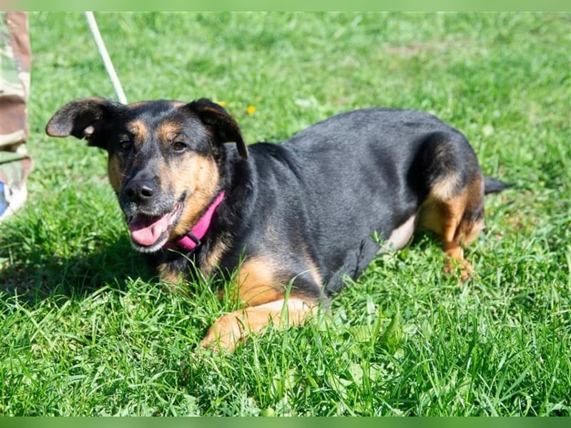 Schäferhund-Mix Vénusz, ein Dreibeinchen, hat eine bewegte Vergangenheit !