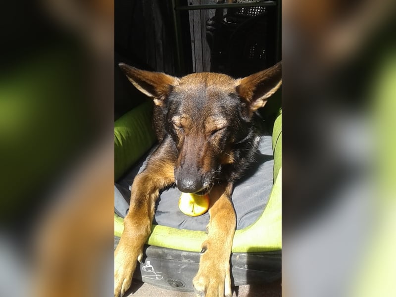 Alita wartet auf ihrer Pflegestelle auf die Menschen, die ihr ein "Für immer Zuhause" geben können