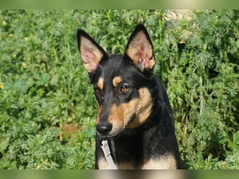 Yassi (Spanien) - wunderschöne Schäferhund-Mischlingshündin