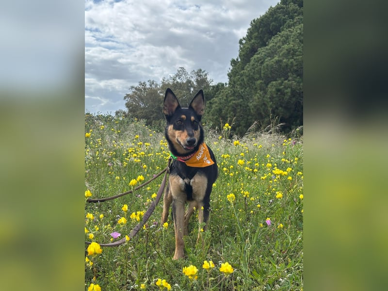 Yassi (Spanien) - wunderschöne Schäferhund-Mischlingshündin