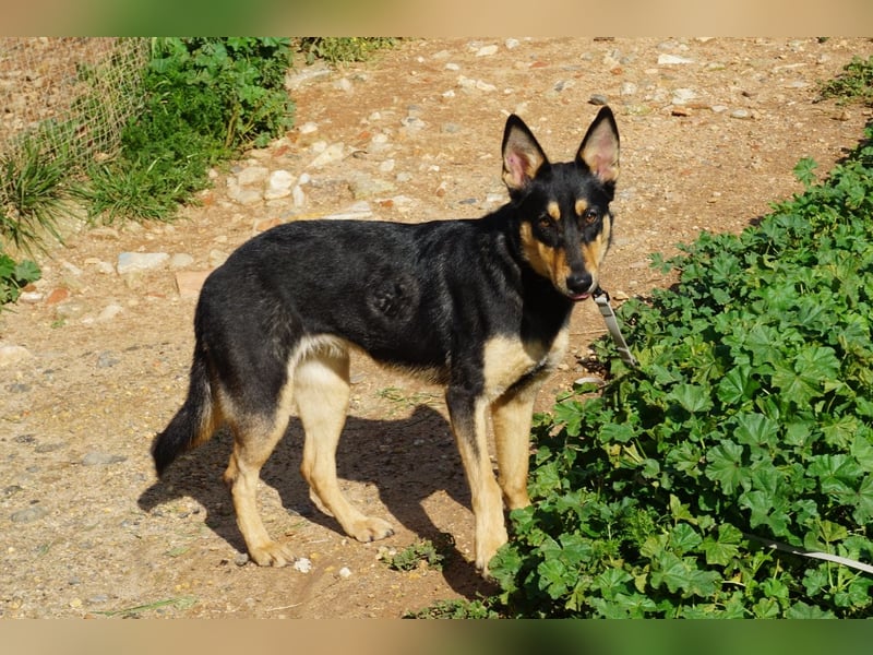 Yassi (Spanien) - wunderschöne Schäferhund-Mischlingshündin