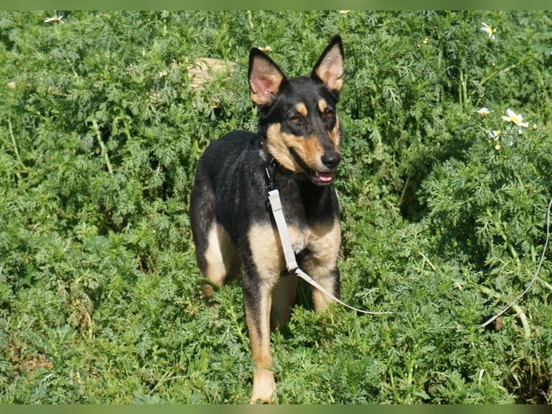 Yassi (Spanien) - wunderschöne Schäferhund-Mischlingshündin